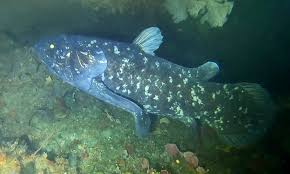 Image result for Coelachne africana