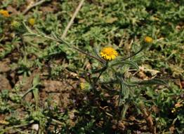 Image result for Pasaccardoa grantii