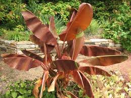 Image result for Musa acuminata