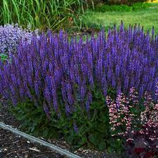 The orchid plant is wrapped with moss in a standard clear/black plastic. Salvia Nemorosa Violet Riot Pp26273 Cpbr5337 Walters Gardens Inc