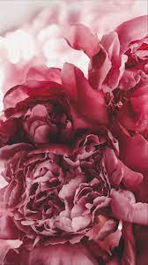 Dark pink fake peony flowers in vase real touch peony artificial flower bouquet faux flower arrangement flower stem wedding decoration. Wallpaper Flowers Peonies Wallpaper Flowers Peonies Peony Wallpaper Flower Phone Wallpaper Aesthetic Wallpapers