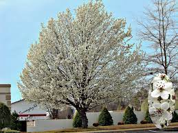 It is also the oldest pear tree type, and. The Many Downsides Of Planting Bradford Pear Trees Pruning Tips The Diy Household Tips Guide