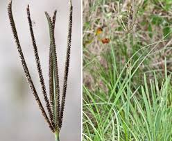 Image result for Eustachys