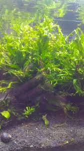 Tanaman aquascape yang cocok untuk pemula Windelov Microsorum Pteropus Aquajaya Chapter Malang Facebook