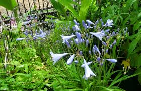 ミニアガパンサスが咲きました｜園芸日記byfuchi｜みんなの趣味の園芸｜395124