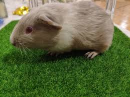The himalayan guinea pig is one of the 10 guinea pig breeds in the world. Small Furries For Adoption All Ages From Kuala Lumpur Malaysia Petfinder My