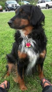 Border Collie Australian Shepherd Mix Black White And Brown Rottweiler Collie Mix Mixed Breed Dogs Golden Mountain Dog Rottweiler Mix