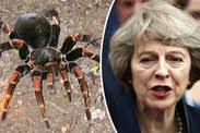 Shock as huge TARANTULA found in British hospital