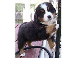 Displaying breeders from we have owned and loved bernese since 1991. Bernese Mountain Dog Puppies In Colorado