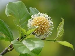 Image result for Burttdavya