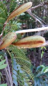 Image result for Bussea xylocarpa