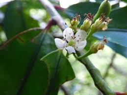 Image result for Erythroxylum
