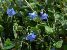 Image result for Vigna pygmaea