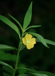 Image result for Ludwigia octovalvis