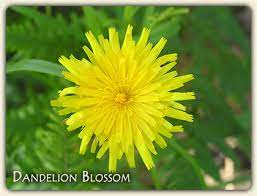 Hello :)today i want to show you how to draw dandelion for beginners.next saturday more videos about handwriting and drawing. Delectable Dandelion Wine Recipe Making It Is Easy See How To Make The Best