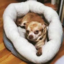 Second chance pet adoption prancer. Prancer The Demonic Chihuahua Finds A Home The New York Times