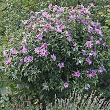 Hibiskus, eibisch verzaubert mit seinen großen, farbenprächtigen blüten, im zimmer sowie garten. Hibiskus Pflege 5 Tipps Fur Die Perfekte Blutenpracht Mein Schoner Garten