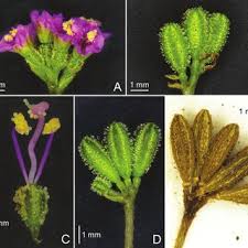 Image result for Boerhavia repens