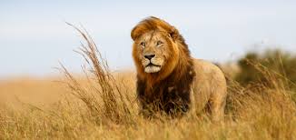 10 Fast Facts About Lions for World Lion Day | Africa