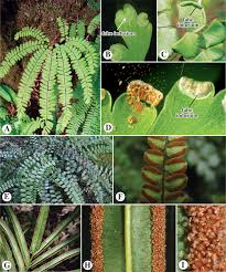 Image result for Pteridaceae