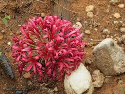 Image result for Ammocharis tinneana