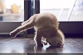 Somewhere in between pet therapy and yoga therapy. Yoga Kitty Freemiki Flickr