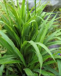 Image result for Chlorophytum bowkeri