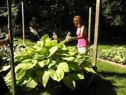 Be the first to review key west hosta cancel reply. Olga Petryszyn 1
