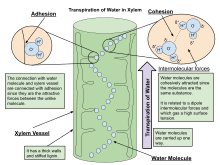 transpiration wikipedia