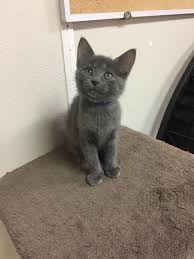 Below, you can get to know all of the cats who are currently available for adoption at animal friends and our satellite adoption location at petco in bethel park. Coastal Humane Society Petco Team Up For Be A Lifesaver Mega Adoption Event Boothbay Register