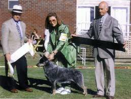 A typical australian cattle dog puppy will grow to: About The Breed Australian Cattle Dog Club Of America