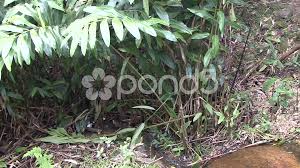 These species were previously included in the genus lutra, together with the eurasian otter, but they have now been moved to a separate genus.the genus comprises four living and one known fossil species: Eastern Ring Tailed Vontsira Walk In The Stock Video Pond5