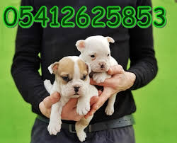 ingiliz bulldog beslenmesi bulldog bulldog yavrulari ingiliz bulldog