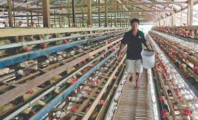 Philippines Set To Resume Export Of Poultry Products To South Korea -  Businessmirror
