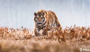 Makna mimpi tentang melihat harimau. 9qhzciutp3g9lm