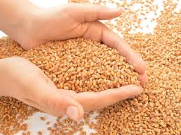 Daca nu ai grau, exista alternativa cepei. Se Tine Post Negru 9 Cele Mai Raspandite Obiceiuri De Sfantul Andrei De Ce Nu Se Imprumuta Bani Pe 30 Noiembrie