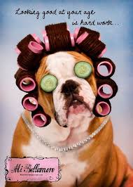 Baggybulldogs All About English Bulldogs English Bulldog Bulldog Birthday