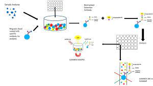 Luminex Assay Principle The Sample Is Added To The Mixture Of Download Scientific Diagram