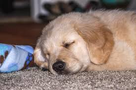Check spelling or type a new query. Golden Retriever Puppy Sleeping Photograph By Dawn Richards