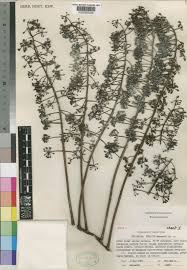 Image result for Polyscias kivuensis