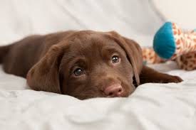 We did not find results for: Chocolate Poisoning My Dog Ate Chocolate Dr Justine Lee Dr Justine Lee