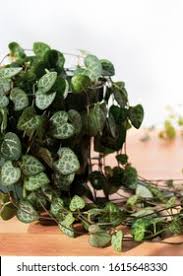 Image result for Ceropegia circinata