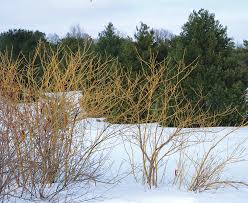 Photos (click on the images for more info). Intriguing Bark Enlivens A Winter Scene Finegardening
