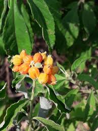 Image result for Hoslundia