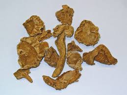 Image result for Harpagophytum procumbens