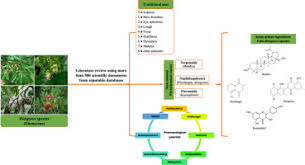 Image result for Diospyros chamaethamnus