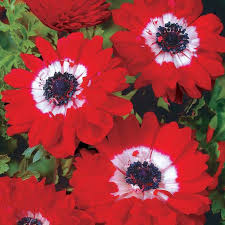 This shade grown shrub requires a sheltered location and moist, peaty, acid soil. 5 Of The Best Shade Loving Plants