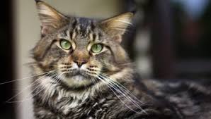 We did not find results for: Maine Coon Weights By Month 37 Photos A Table With An Average Cat Weight By Months How Much Does A Kitten Weigh In 3 And 6 Weeks Maximum Weight Of An Adult Cat