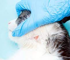 Ringworm In Dogs Cats And Humans The Gift That Keeps On Giving