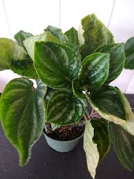 Image result for Peperomia molleri